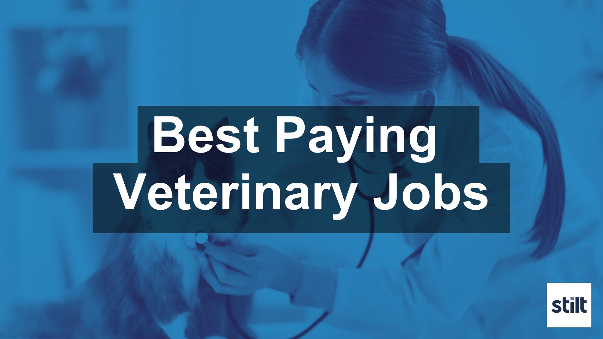 Best Paying Veterinary Jobs - Stilt